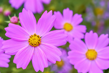 Obraz premium コスモスの花