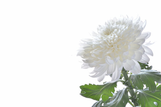 菊の花　白バック

