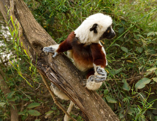 Obraz premium Lemur dancing Sifaka