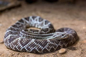 Rattlesnake, Crotalus atrox. Western Diamondback. Dangerous snake.
