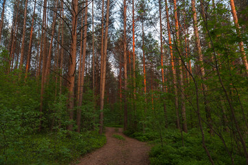 Fototapeta premium Pine forest at dusk at sunset