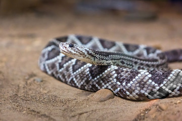 Rattlesnake, Crotalus atrox. Western Diamondback. Dangerous snake.