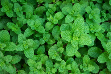 Green mint plants leaves in top view for background