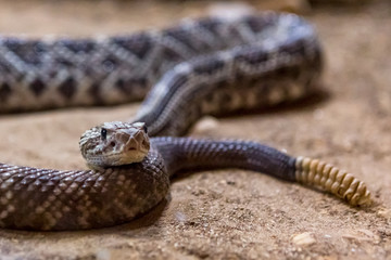 Obraz premium Rattlesnake, Crotalus atrox. Western Diamondback. Dangerous snake.