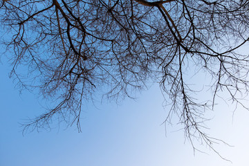 Fototapeta na wymiar tree branches silhouette isolated on the blue sky background