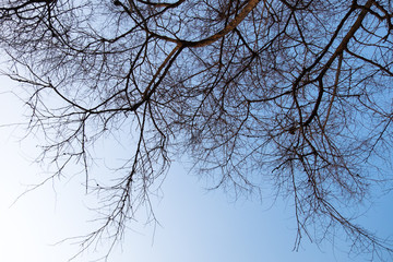 tree branches silhouette isolated on the blue sky background
