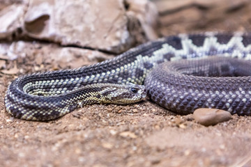 Rattlesnake, Crotalus atrox. Western Diamondback. Dangerous snake.