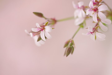 Fototapeta na wymiar Closeup nature view of apple geranium flowers on blurred