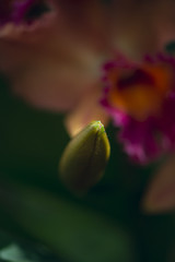A single orchid bud in front of a large orange and magenta tropical orchid flower