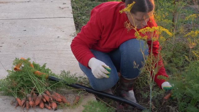 young woman peasant in red sweater and blue jeans digs up carrot and beet in garden bed. Hands close up.