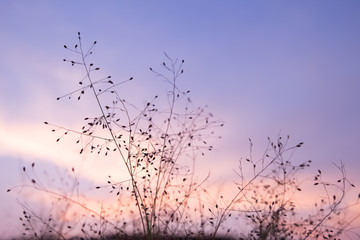 Sunset sky with dry grass silhouette