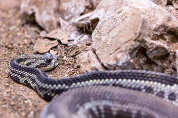 Rattlesnake, Crotalus atrox. Western Diamondback. Dangerous snake.
