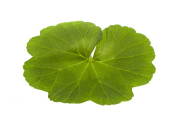 plant leaf isolated on white background