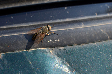 big fly sitting on the warped metal