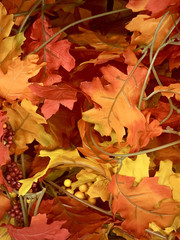 A close-up look of orange and yellow leaves in vines denoting the autumn season in vertical format.