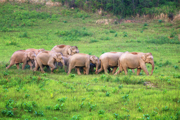 A herd of elephants adults and cubs walking group in the nature