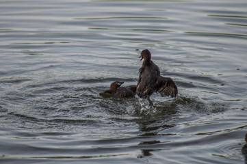 Ducks Fithing in Water
