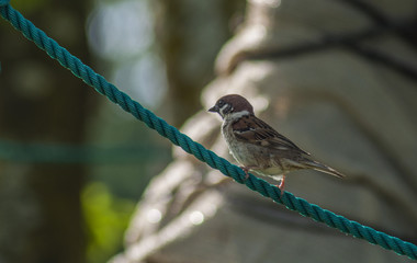 Sparrow Bird Nature