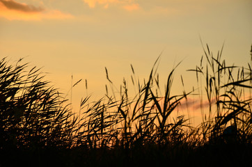 silhouettes of the reeds and grasses against an orange sunset sky