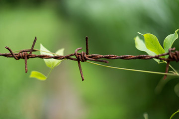 Barbed wire rusted between the border.