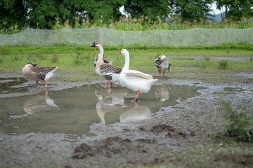 Duck in the mud pond.