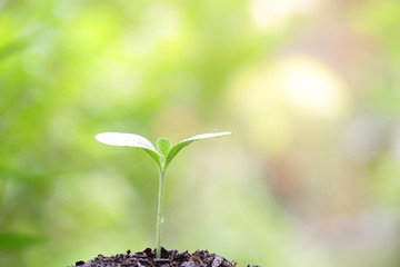 Young green tree growing under morning light