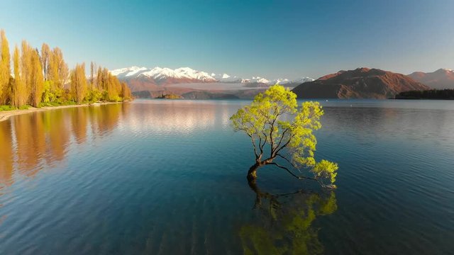Aerial drone view of The Lonely tree of Lake Wanaka, New Zealand