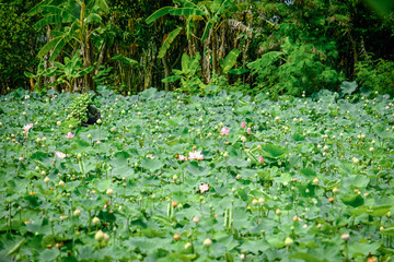 Asian women farmer are collecting lotus flowers in pond farm of Thailand