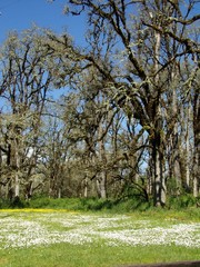 White Flowers, Meadow and Trees