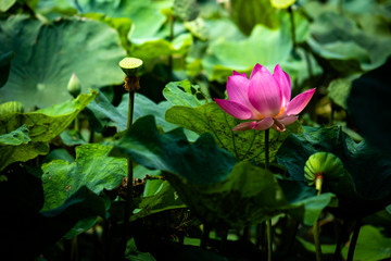 Selective focus on pink lotus flower in the dark leaves with sunlight and floating light