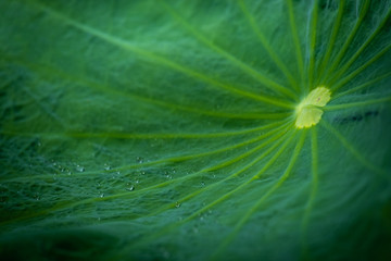 Peaceable concept. Water drop on green lotus leaf  as background with dark tone