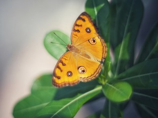 Orange butterfly on leaf. Blur the natural background. It is Peacock Pansy and scientific name: Junonia almana (Linnaeus, 1758).