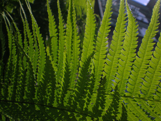 fern leaf close-up