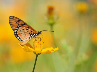 Orange butterfly or Acraea violae on yellow Mexican Aster flower. Blur the natural background in pastel colors to make you feel sweet and bright