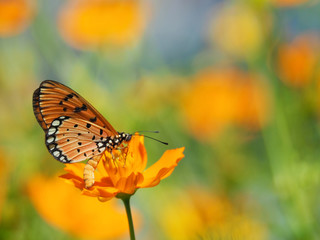 Orange butterfly or Acraea violae on yellow Mexican Aster flower. Blur the natural background in pastel colors to make you feel sweet and bright