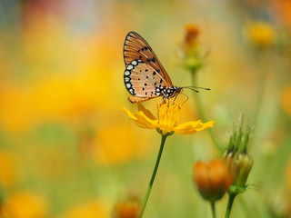 Orange butterfly or Acraea violae on yellow Mexican Aster flower. Blur the natural background in pastel colors to make you feel sweet and bright