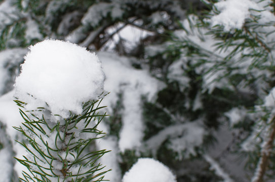 close-up of branches of pine covered with wet snow-background image