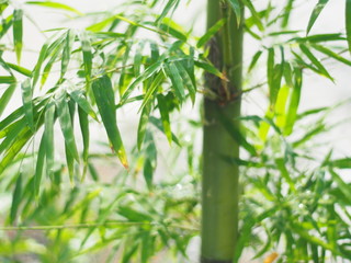 Naklejka premium Liście zielonego bambusa Rozmycie tła w jasnych odcieniach bieli i zieleni.