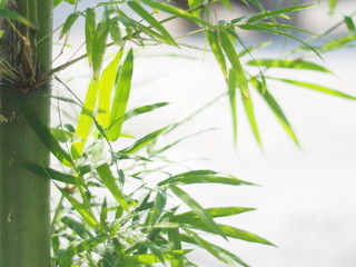 Fototapeta na wymiar Leaves of green bamboo Background blur in bright white and green tones.