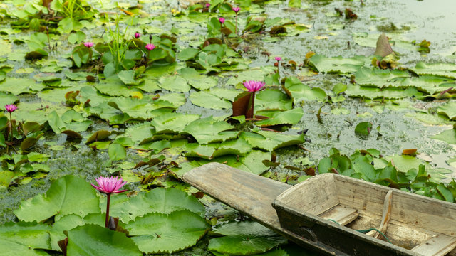 Old wood boat and pink lotus flower blooming on a lake. Vintage image