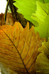 Green leaves. Nature background.