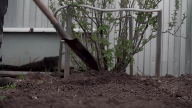 man digs a shovel and plants potatoes in the ground