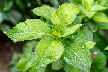 水滴が付いた植物の葉