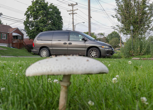 Mushroom and Van