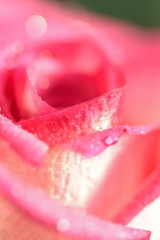 Macro texture of vibrant Red Rose with water droplets