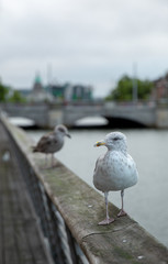 Seagulls in a Line