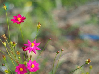 Red Mexican Aster or Cosmos flower with the scientific name: Cosmos bipinnatus Cav. Blur the natural background in pastel colors to make you feel sweet and bright with a love concept.