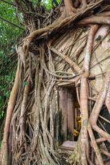Temple covered with Banyan Tree roots at Wat Bang Kung temple, Samut Songkhram, Thailand