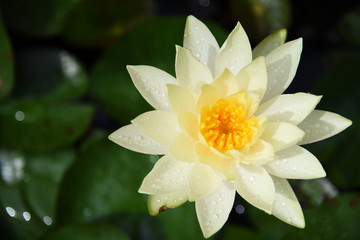 Top view White lotus and green leaf
