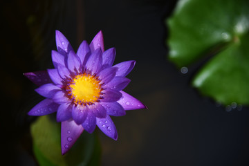 Top view Purple lotus and green leaf